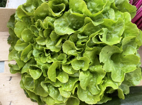 Le Potager de Sainte-Hélène - Salade feuille de chêne verte