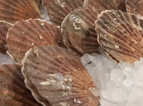Les Huîtres du Père Gus - Coquilles Saint-Jacques vivantes Normandie - 3 kg
