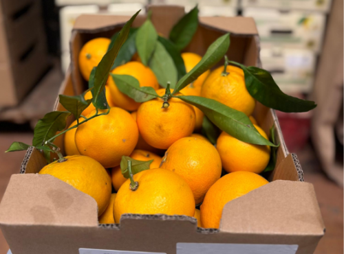 Les Hespérides - Coopérative de la Riviera Française - Orange gros calibre 5kg