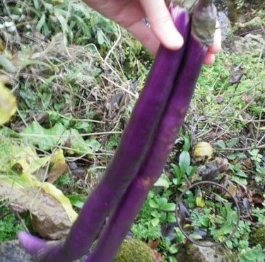 Maison du Pruneau - Cueillette du Gascon - Aubergine Fengyuan lot de 3