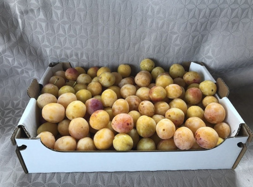 La Ferme des Prun'Elles - Mirabelles origine Lorraine - 2,5 kg