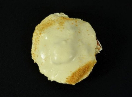 Poissonnerie Robert - Coquille Saint-Jacques