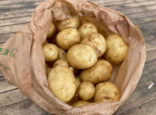 Les Champs Paradis - Pommes de terre nouvelle  "Sirtéma"