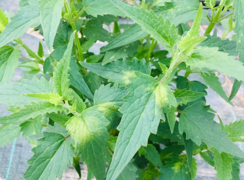 Maison Argentain - Agastache - 70g