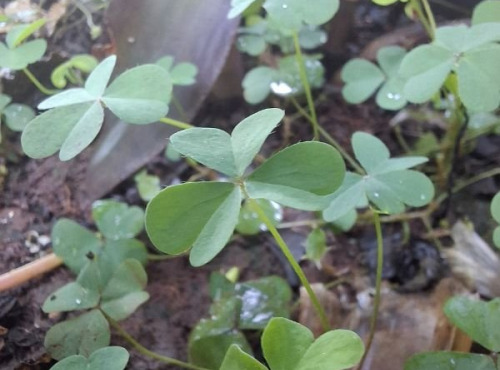 La Cabane à plantes - Oxalis Verte (20 feuilles)