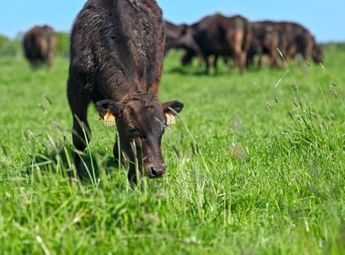 Domaine Sébastien Moreau - Le Faux Filet de Campiache - Race Wagyu Hauts-de-France