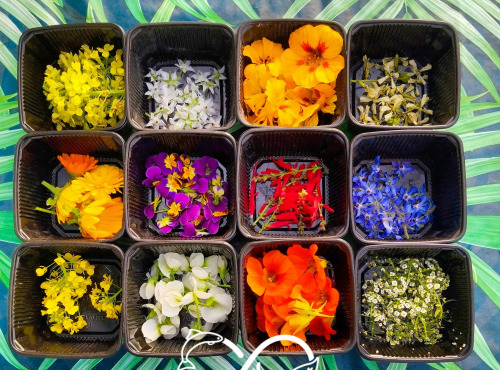 Nature et Saveurs - Ferme Aquaponique et Permacole Astérienne - Fleurs comestibles assortiment – éclat & finesse gastronomique