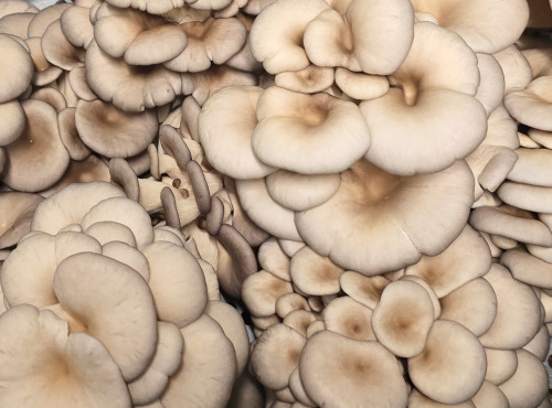 Cham B - Pleurotes Bio frais - cultivés en Charente - 250 g