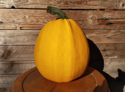 Ferme de Cernunnos - Courge d'Halloween