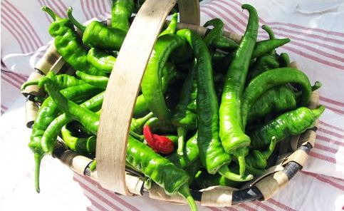 Elissalde Le Potager Basque - 6 Plants de Piment du Pays Basque ULTRA-DOUX - 100% Naturel