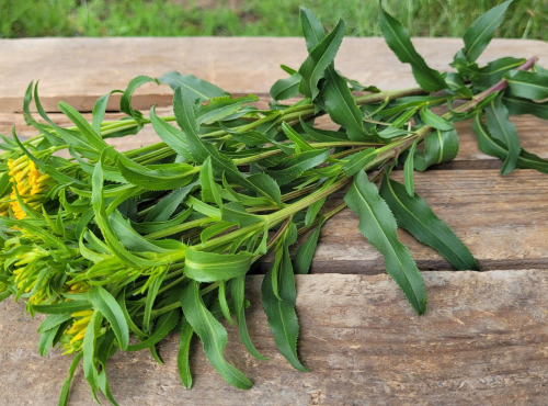 Le Pré de la Rivière - Bouquet Estragon du mexique frais bio - Origine France