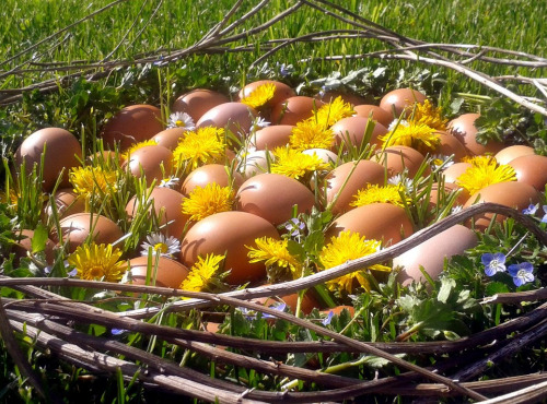 Ferme Sinsac - Oeufs fermier en plateaux de 30 oeufs (M)