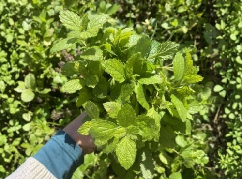 La Cabane à plantes - Bouquet de Mélisse fraîche