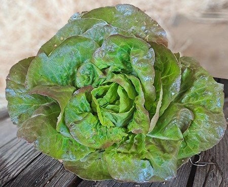 Les Jardins de Gérard - Lot de 2 salades Rougette Bio