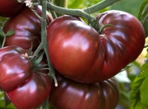 Maréchal Fraicheur - Tomates noire de crimée - 1 kg