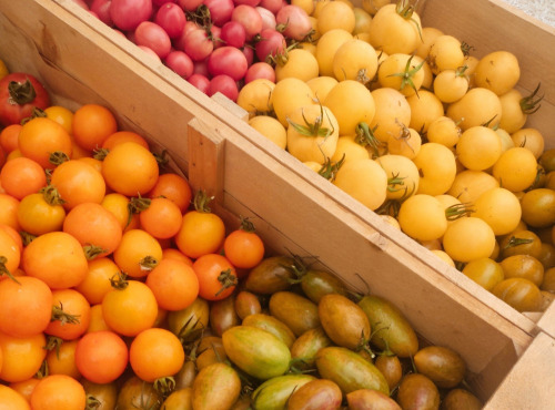 Nature et Saveurs - Ferme Aquaponique et Permacole Astérienne - Tomates Petites Gourmandes en Mélange