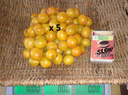 LES JARDINS DE KARINE - Prune Myrobolan jaune surgelée avec noyau - 5kg