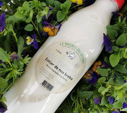 SCEA Brebis du Berry - lait de brebis