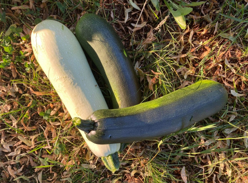 Des Poules et des Vignes à Bourgueil - Courgettes vertes, jaunes et rondes