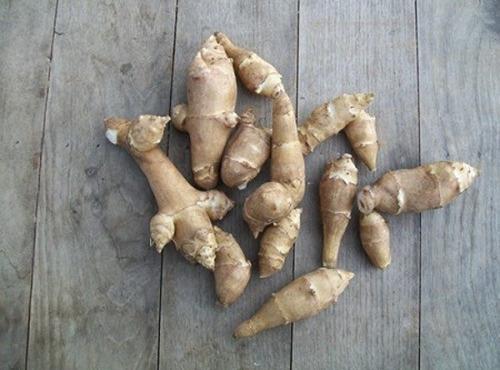 HERBA HUMANA - Hélianthis