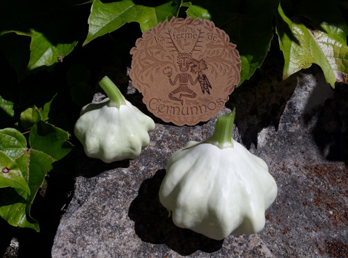 Ferme de Cernunnos - Jeunes Pâtissons (500g)