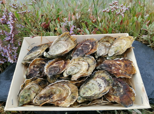 Gambas Impériales de France - Huîtres Spéciales de Claire Charente Maritime N°2 - 4 douzaines