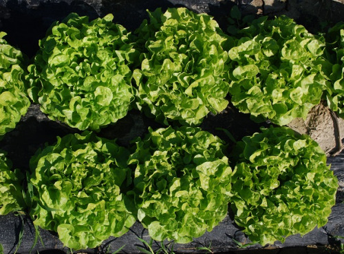 La Boite à Herbes - Lot De 4 Feuille De Chène Verte Bio