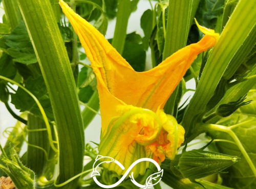 Nature et Saveurs - Ferme Aquaponique et Permacole Astérienne - Fleurs de Courgette