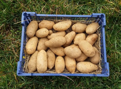 La Ferme Boréale - Pomme De Terre Spunta Calibre - De 35 - 10kg