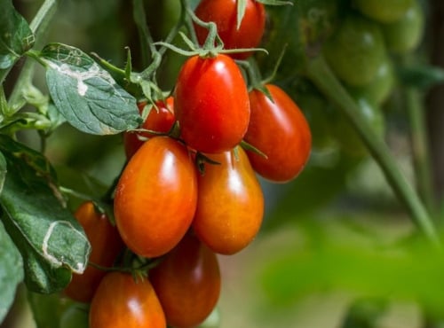 Maréchal Fraicheur - Tomates Roma - 5 kg