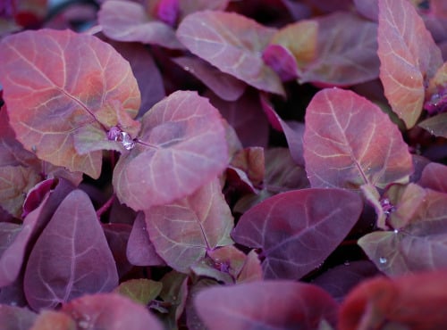 Nature et Saveurs - Ferme Aquaponique et Permacole Astérienne - Arroche Rouge