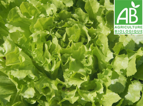 Mon Petit Producteur - Salade Laitue