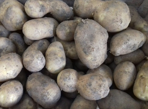 Multiproductions - Cédric Joliveau - Pomme De Terre Agria, 3kg