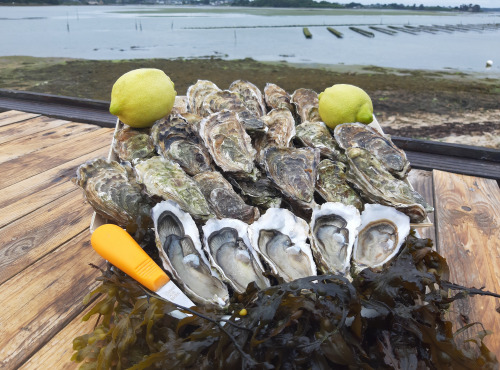 Huitres Damerose - Huitres naturelles de la Ria d'Etel n°2 - 10 kg