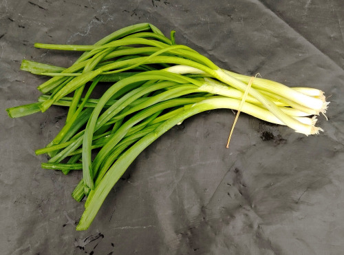 Nature et Saveurs - Ferme Aquaponique et Permacole Astérienne - Oignon Jeune Blanc