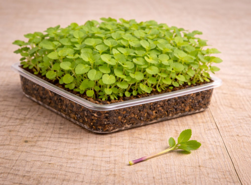 Nature et Saveurs - Ferme Aquaponique et Permacole Astérienne - Micropousse d’Agastache — Vivante en Barquette 14*18cm