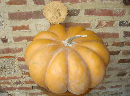 Ferme de Cernunnos - Courge Musquée de Provence entière - 11,7 kg