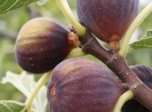 L'OLIVERAIE DU COUDON - FIGUES BIO de SOLLIES PONT en plateau de 1,6kg env
