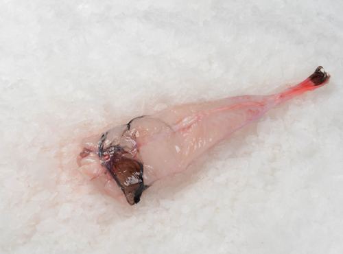 Côté Fish - Mon poisson direct pêcheurs - Queue De Lottes