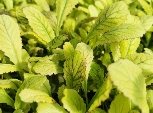 Nature et Saveurs - Ferme Aquaponique et Permacole Astérienne - Jeunes feuilles de moutarde Osaka — intensité et finesse japonai