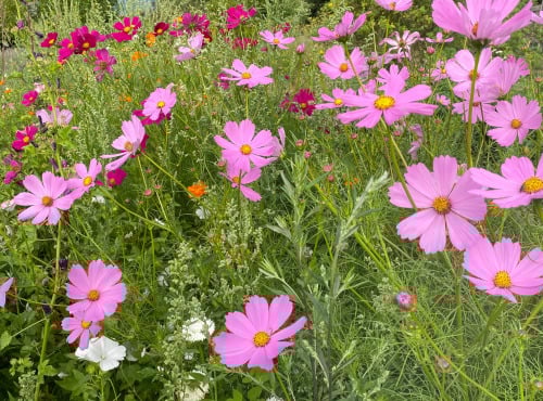 La Cabane à plantes - Fleurs comestible : cosmos roses
