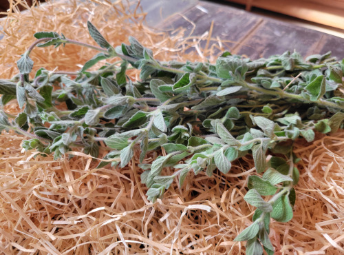 Les Jardins de Gérard - Marjolaine fraîche Bio