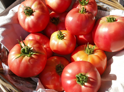 Les Jardins de Champlecy - Tomate Ronde Rose