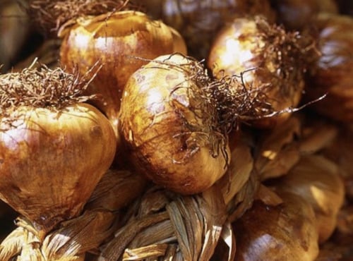 L'OLIVERAIE DU COUDON - AIL FUMÉ EN TRESSE 1KG