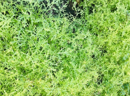 Maison Argentain - Moutarde Verte - 200g