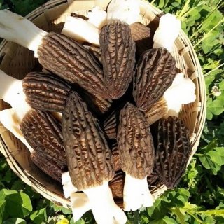 Morilles du Lac - Morilles Fraîches de Forêt - 1kg