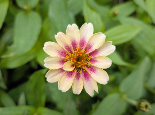 Nature et Saveurs - Ferme Aquaponique et Permacole Astérienne - Fleurs de zinia multicolore - 8g