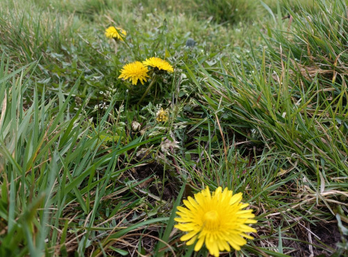 Rébecca les Jolies Fleurs - 365 Fleurs de Pissenlit : Cramaillotte