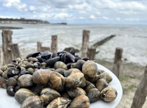Saint Kerber - Cancale - Mix de la mer 3kgs - Moules STG/Palourdes/Bigorneaux