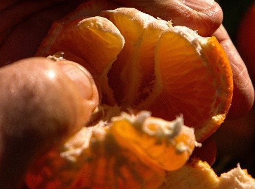 Jardins de la Testa - Clémentine de Corse - 400kg